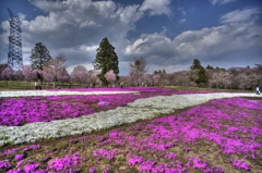 赤城南面芝桜３