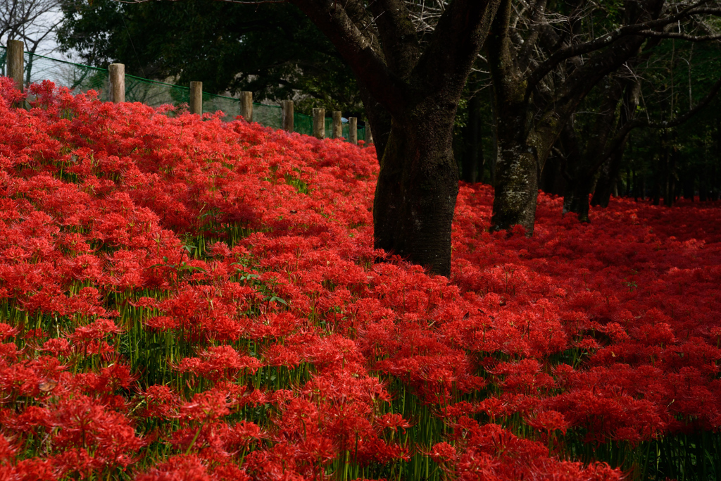 繚乱の曼珠沙華３