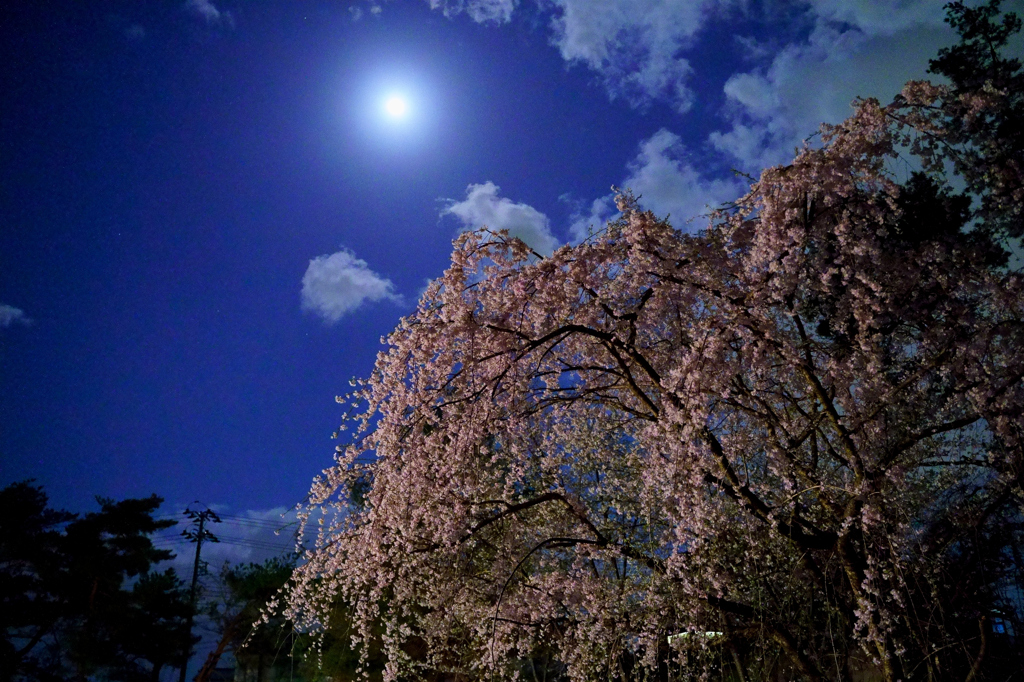 スーパームーンと夜桜