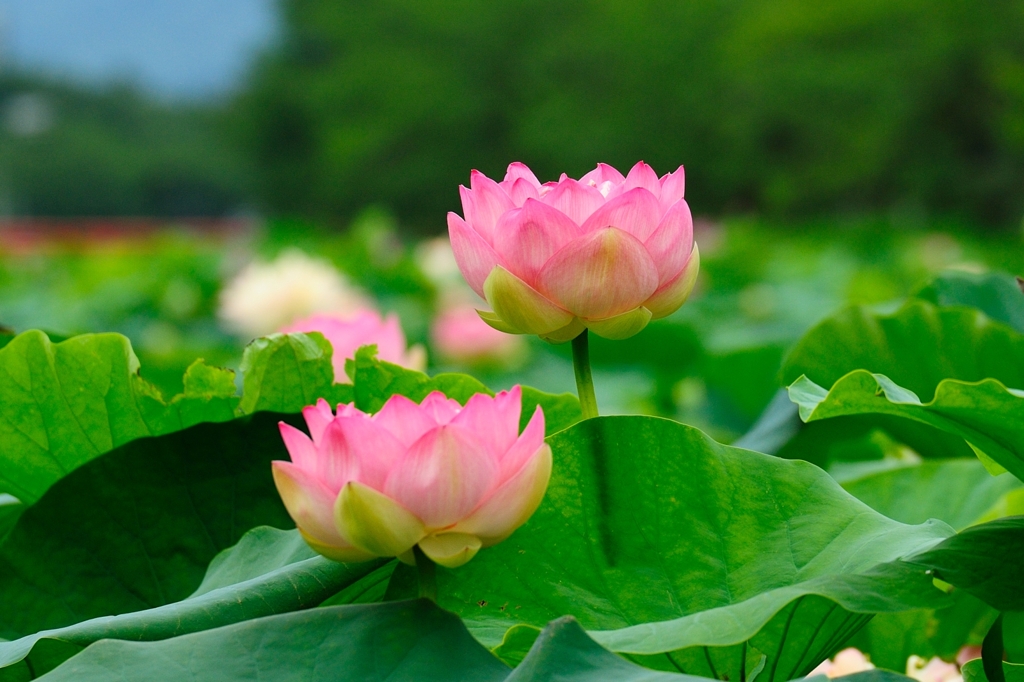 夏の風物詩　