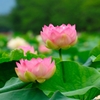 夏の風物詩　