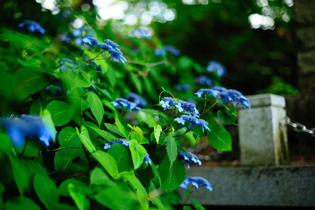 護摩堂山紫陽花２