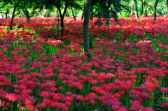 深紅の絨毯１