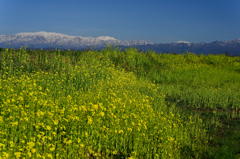 Canola flower and snow mountain