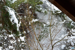 枝より落ちる雪２