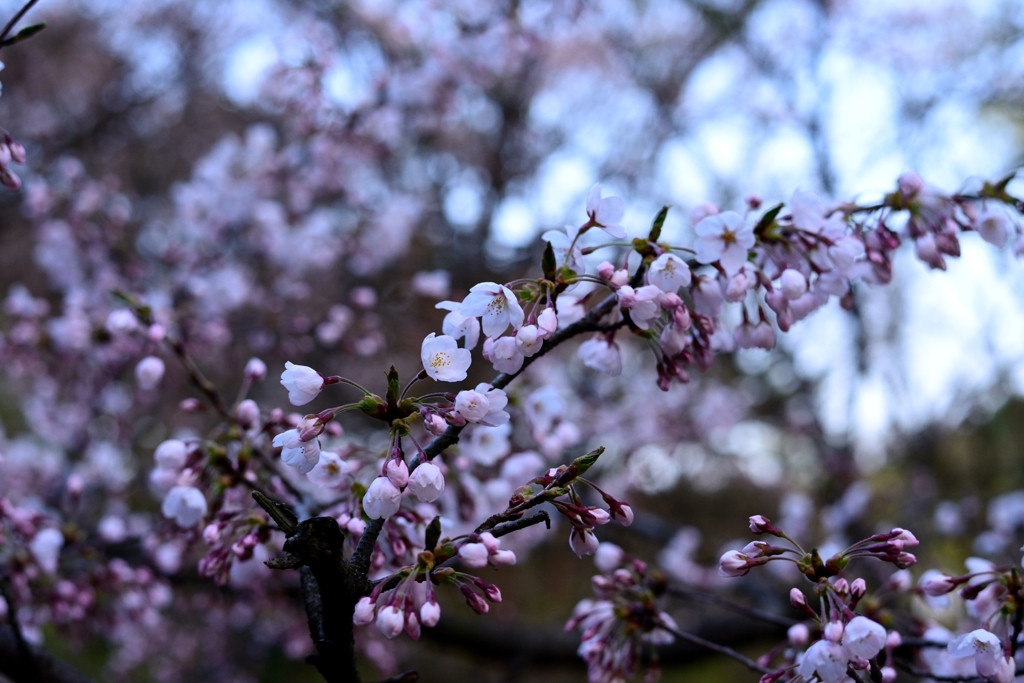 桜～淡い光の中で