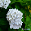 白い紫陽花