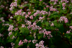 赤蕎麦の花