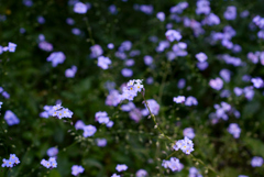 小さな花が好き