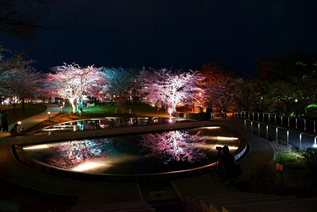 夜桜撮影人