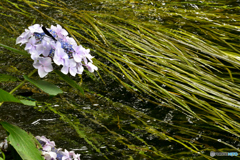 水辺の紫陽花に停まるもの２