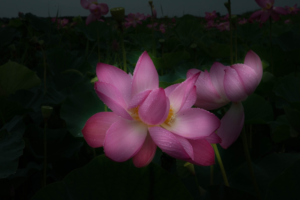 Lotus  Pink２