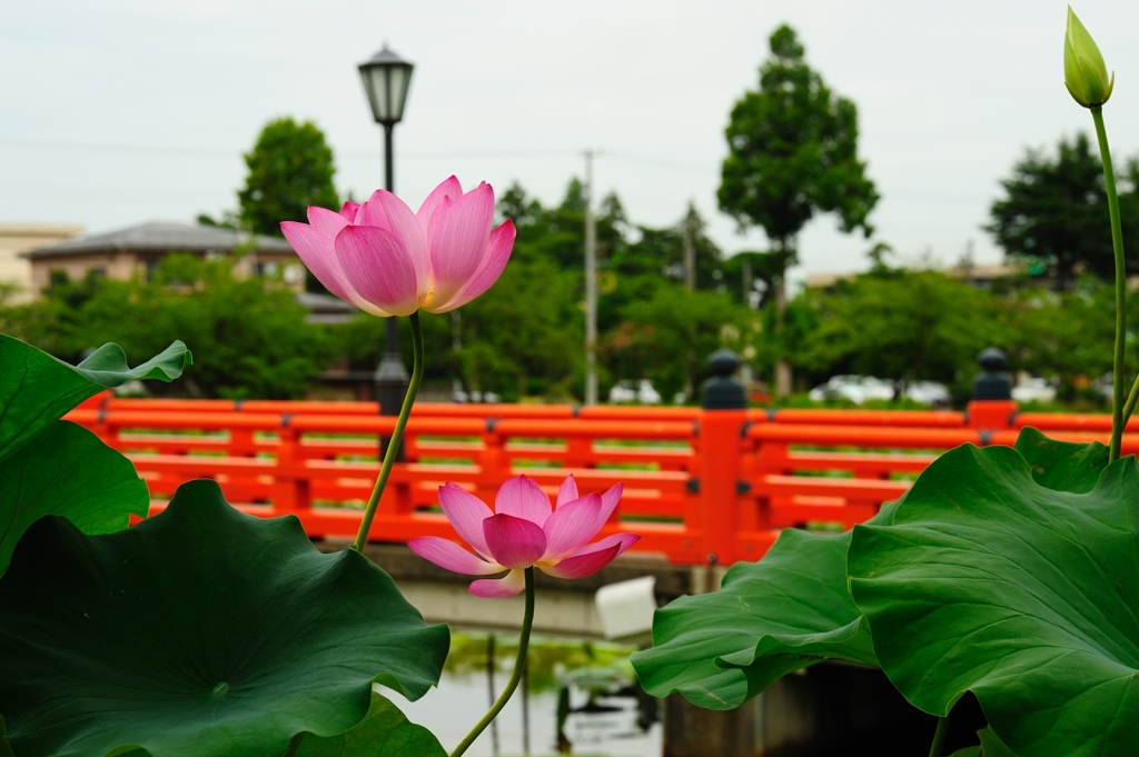 蓮と朱橋１