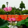 蓮と朱橋１