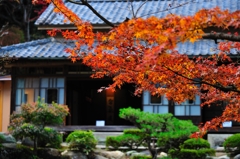 紅葉と日本家屋