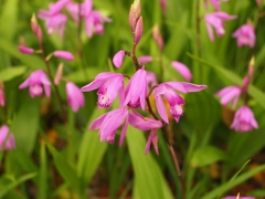 新緑の季節の花１