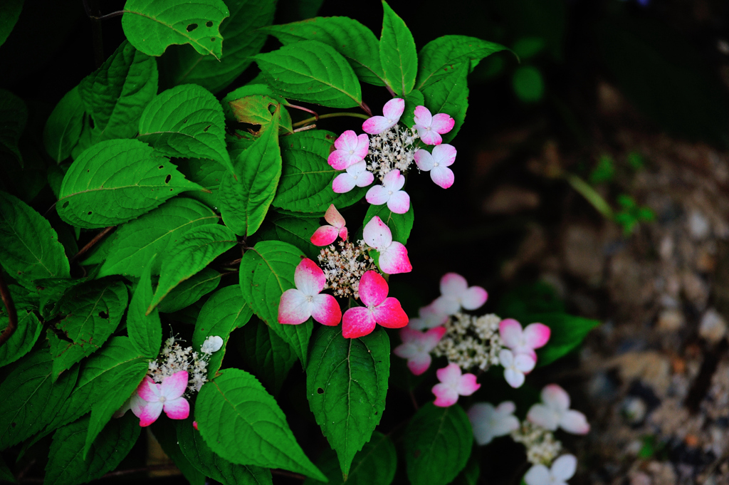 護摩堂山紫陽花