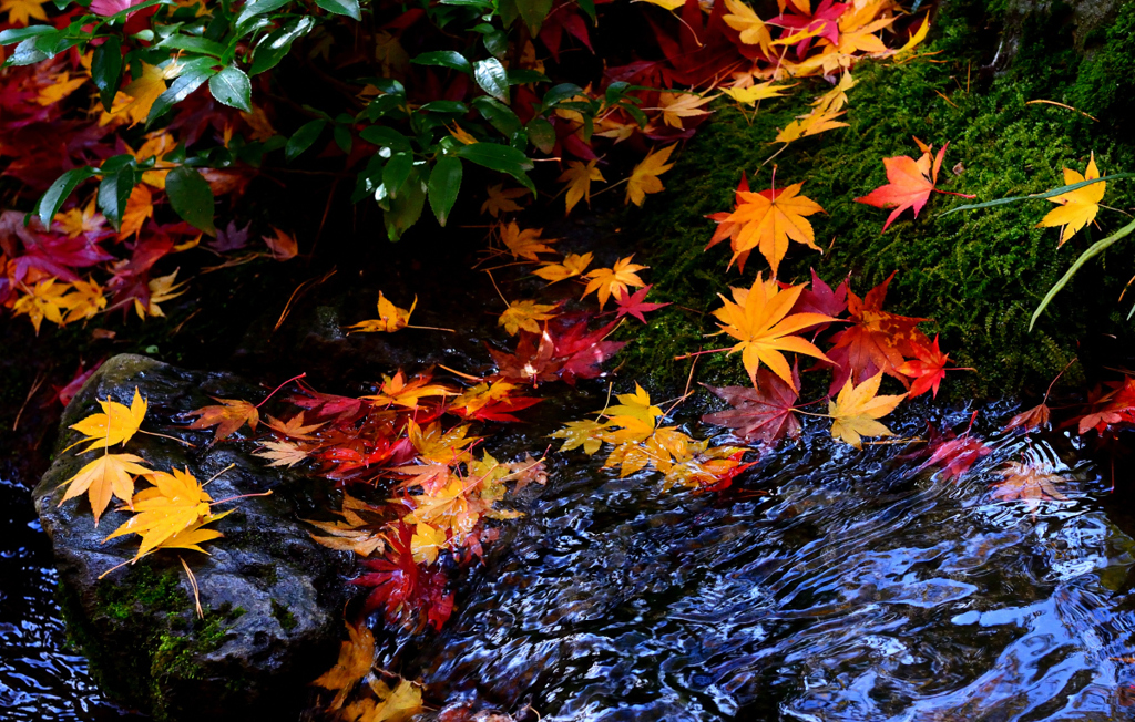 水辺の紅葉２