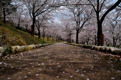 桜の道