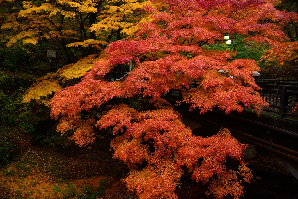 伊香保のもみじ