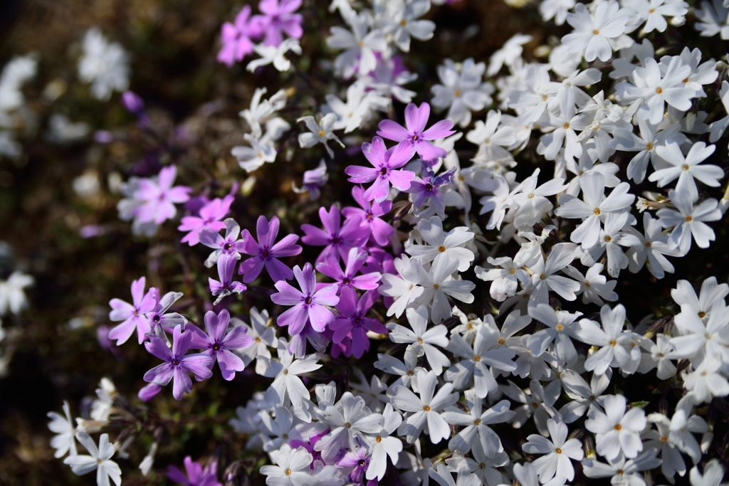 赤城南面芝桜２