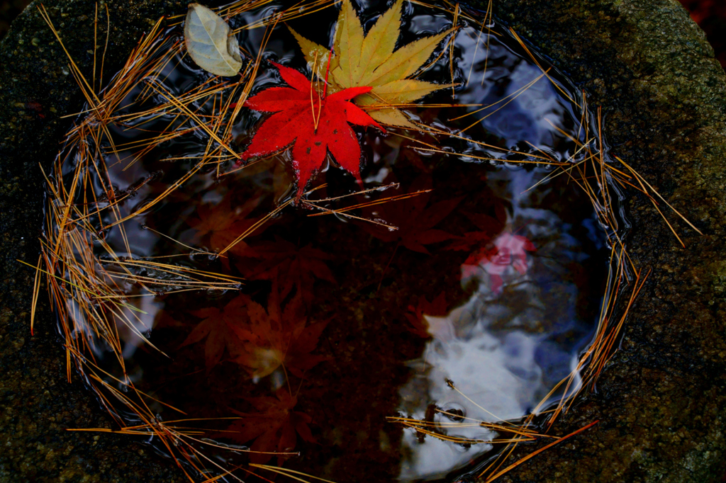 もみじと水盆