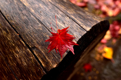 ベンチの上にも秋の色