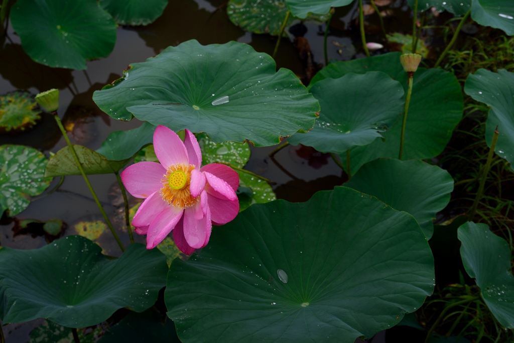 Lotus  Pink