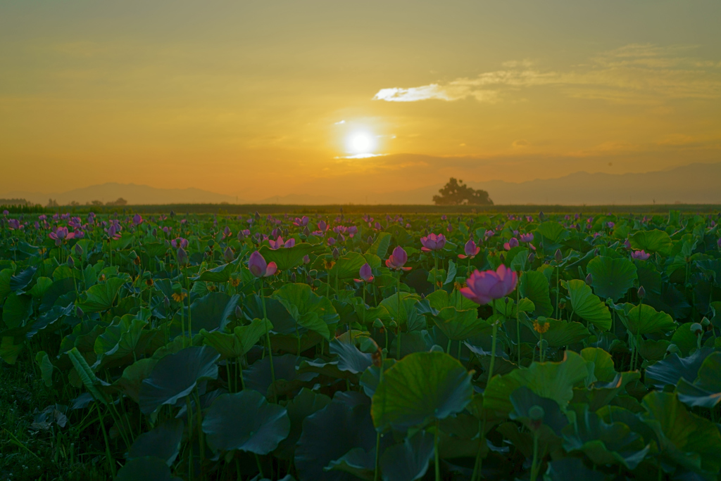 朝のlotus