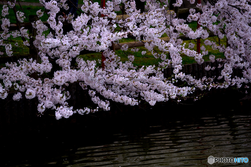 湖畔の桜１