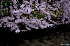 湖畔の桜１