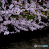 湖畔の桜１