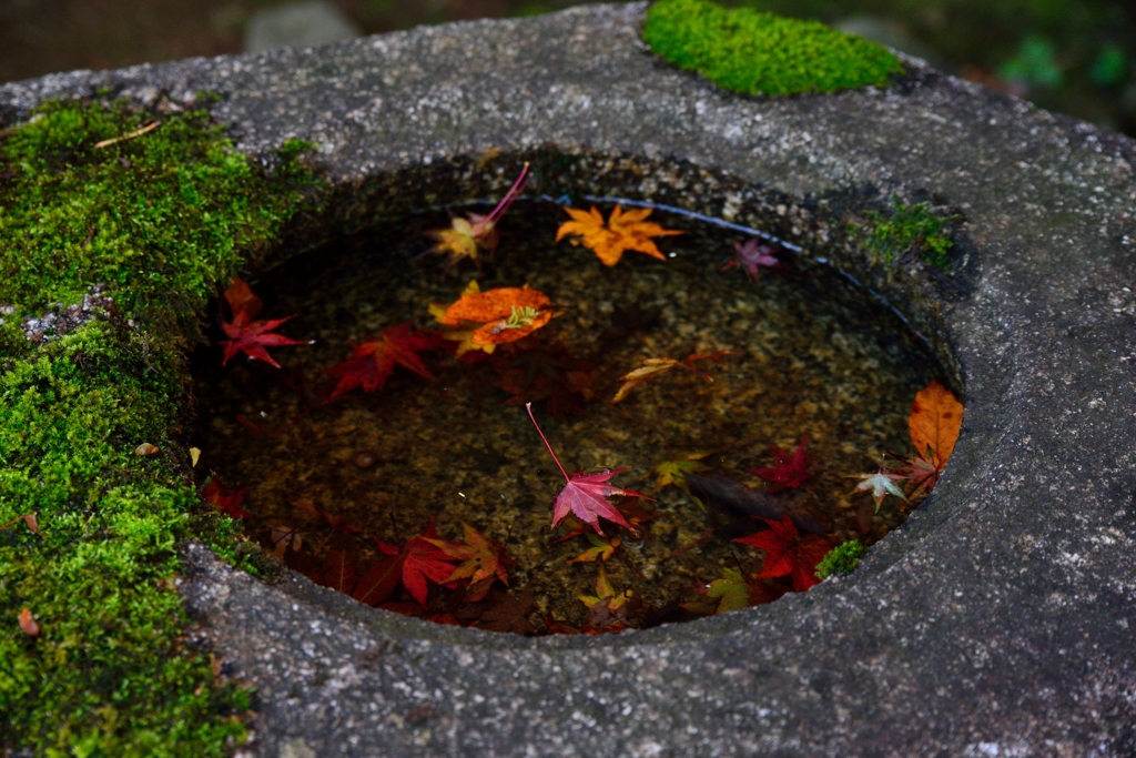 水盆の紅