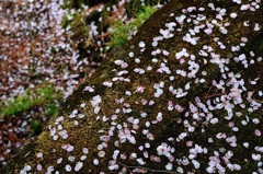 苔に散りし花びらの