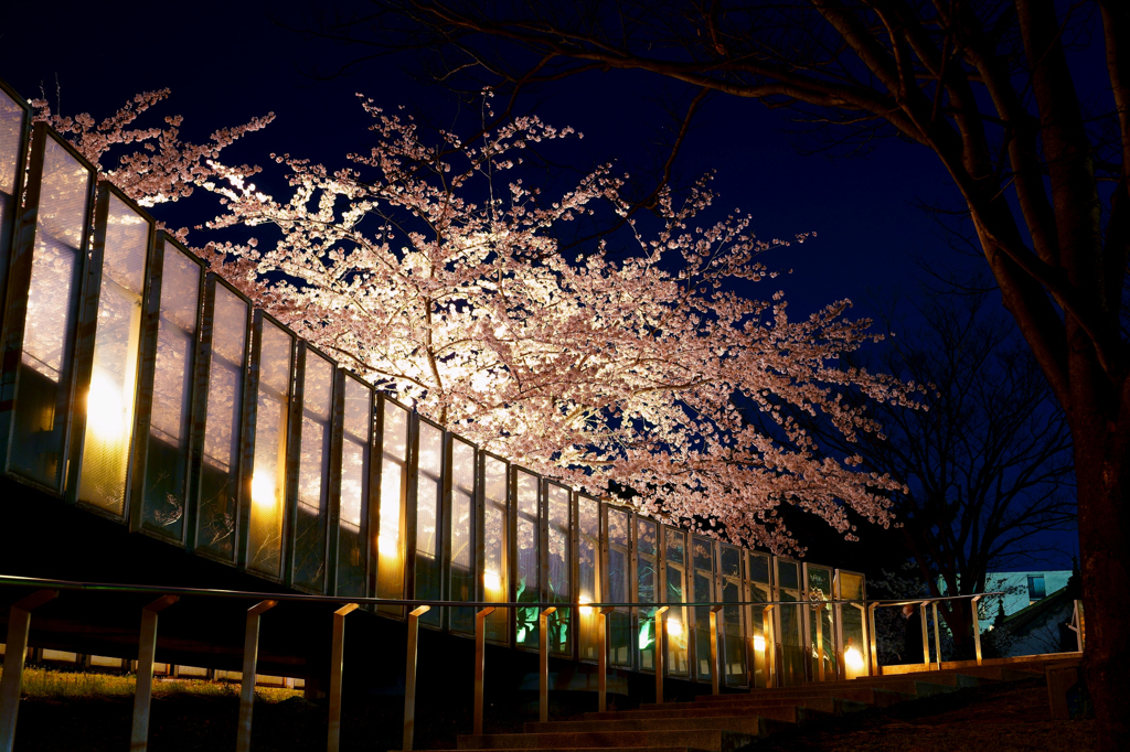 上目の桜