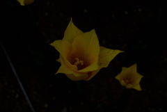 tulip yellow