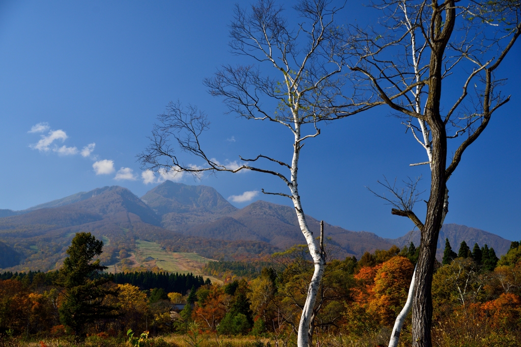 白樺と妙高山