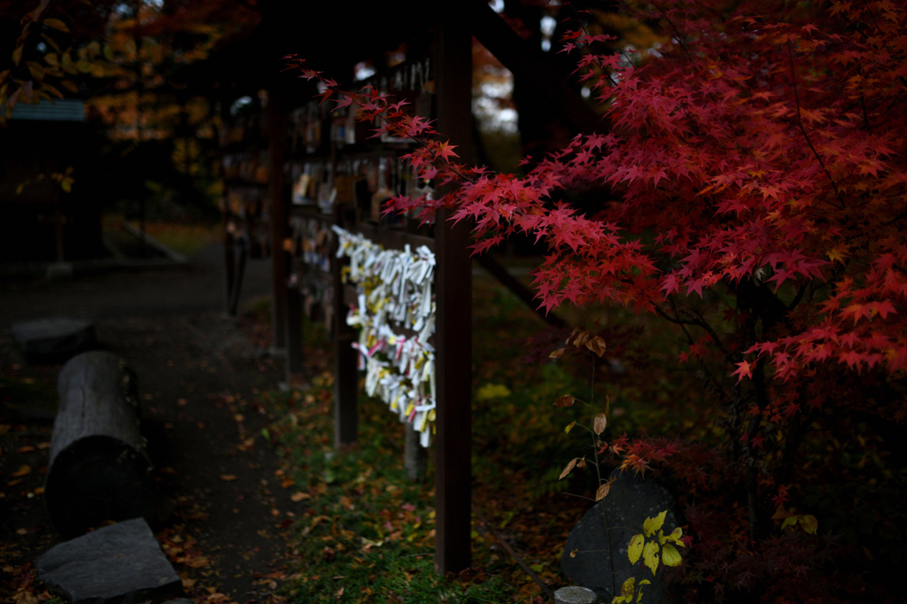人の願い、そっと見守る紅葉かな