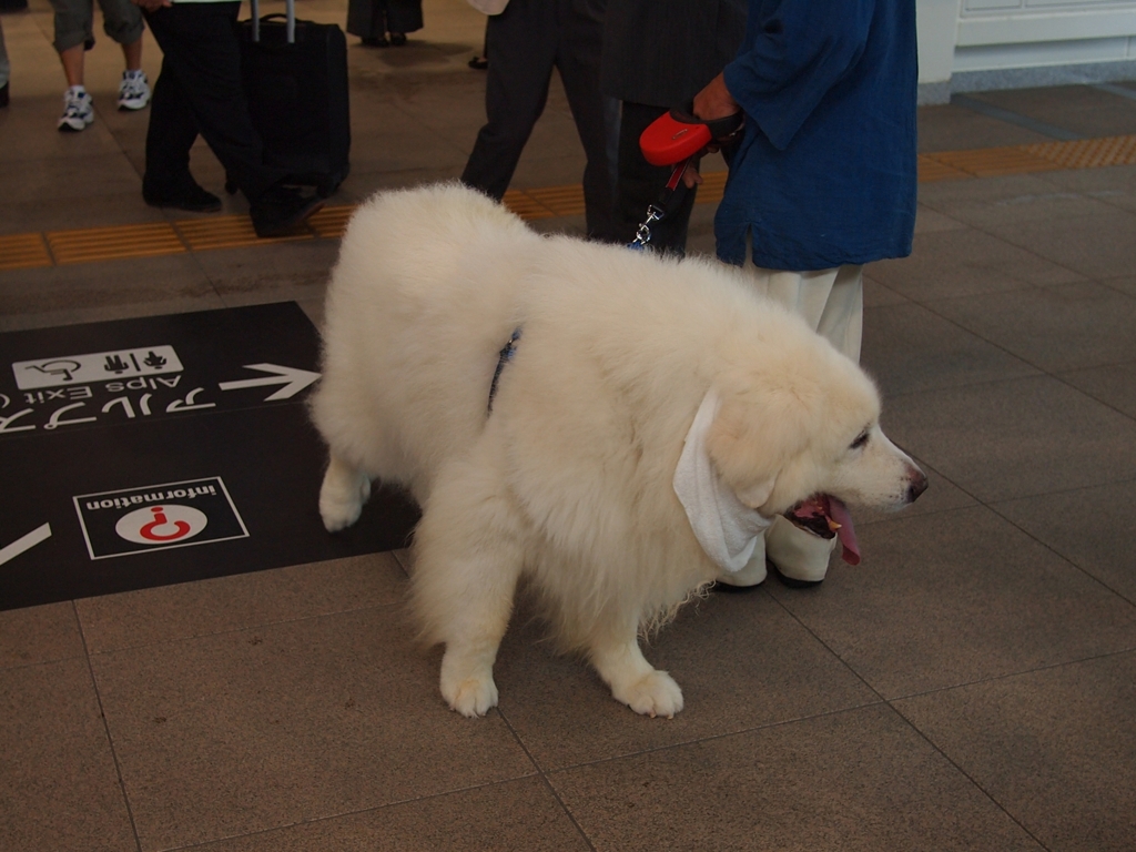 GREAT PYRENEES