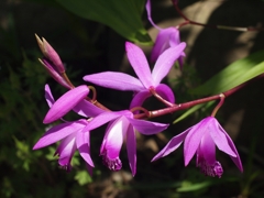 新緑の季節の花３