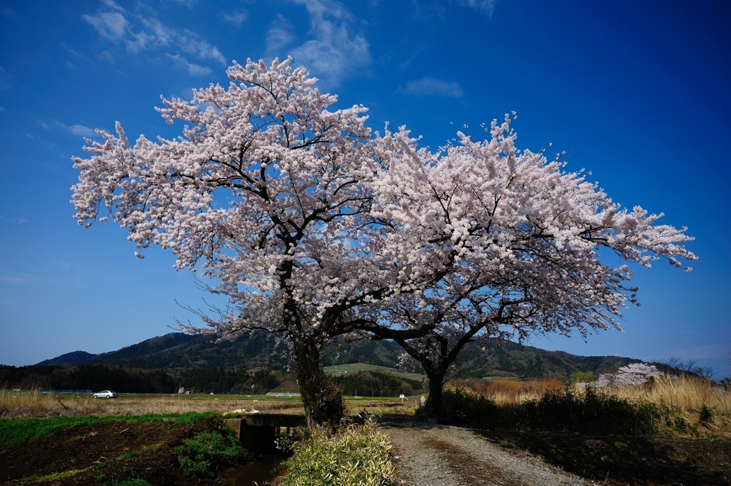 布目夫婦桜