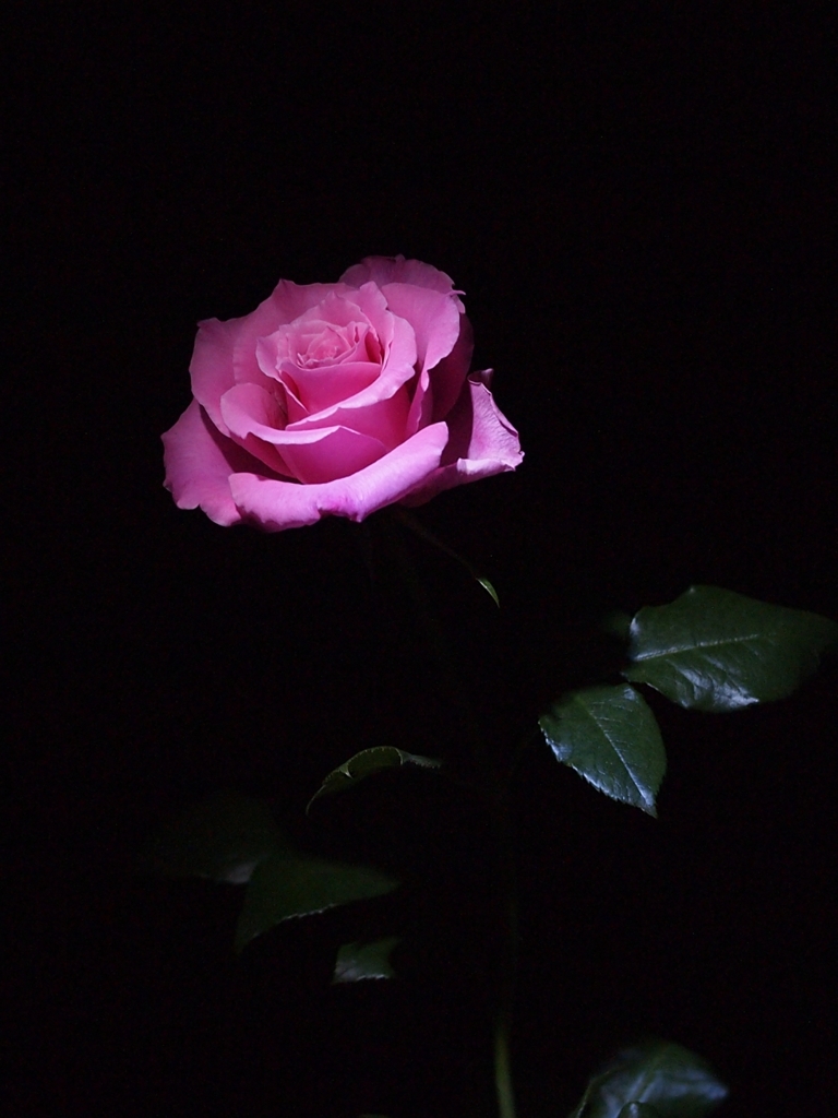 夜のバラ