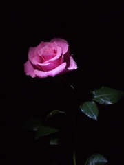 夜のバラ