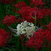 white spiderlily2