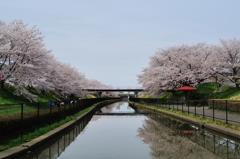 桜遊歩道公園１