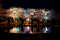 夜桜水鏡