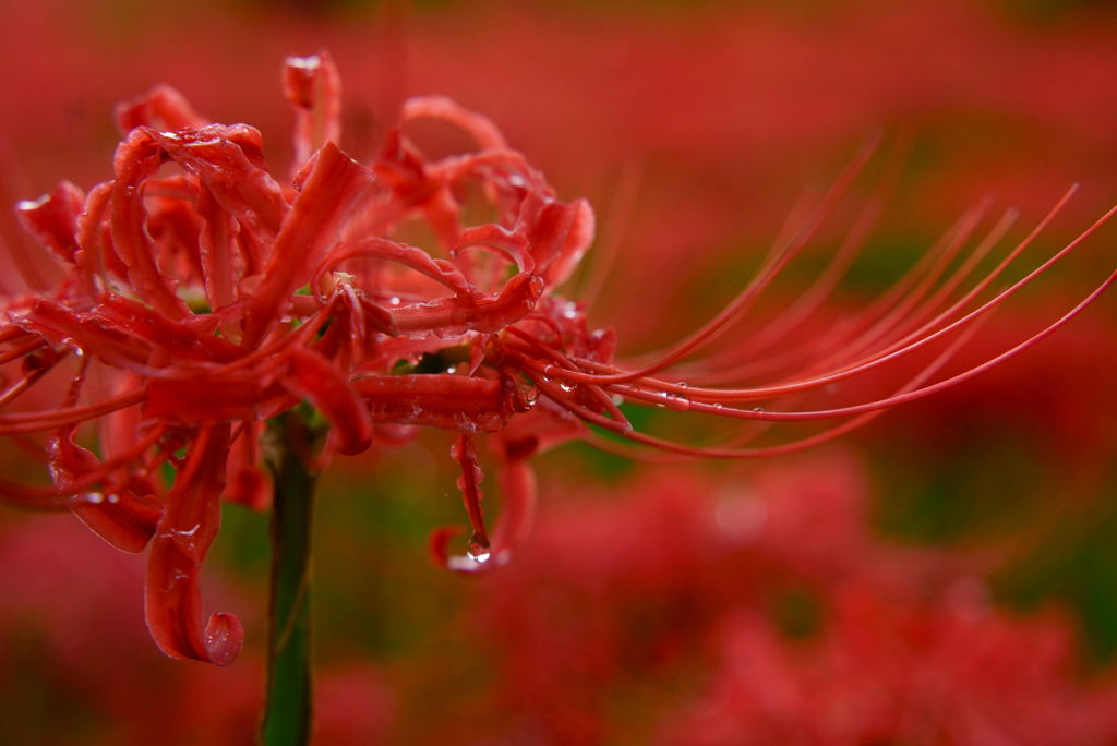 紅と水滴