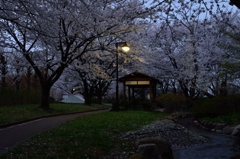 加治川治水公園５