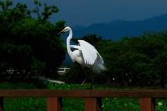 夏の光５