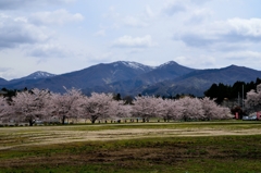 桜の季節